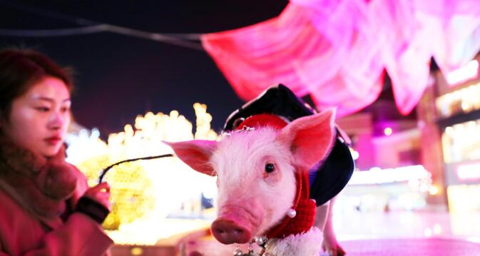 2、2018年1月15日，北京蓝色港湾灯光节上，一位美女牵着一头迷你宠物猪在溜达闲逛。