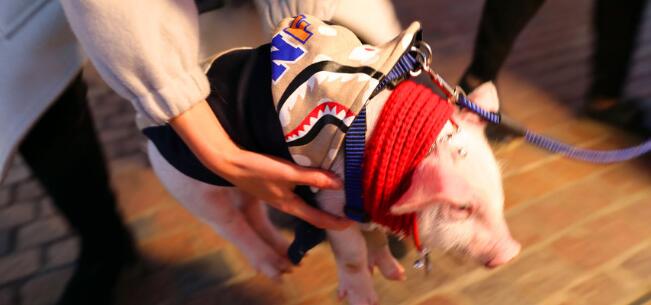 4、2018年1月15日，北京蓝色港湾灯光节上，一位美女牵着一头迷你宠物猪在溜达闲逛。