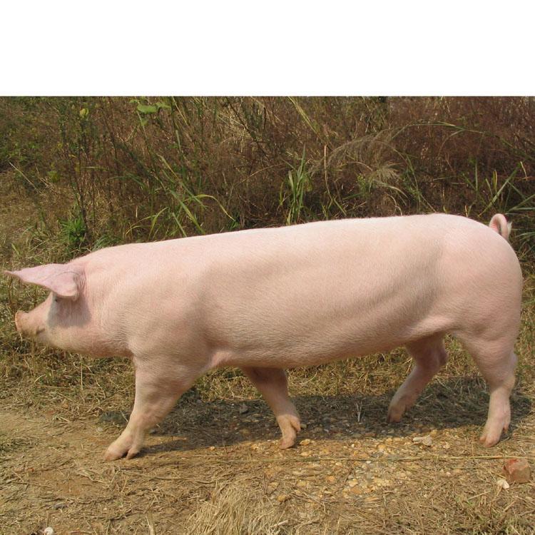 2018年03月18日全国内三元生猪价格行情涨跌表