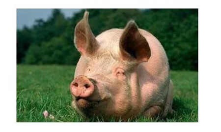 2018年03月24日全国土杂猪生猪价格行情涨跌表