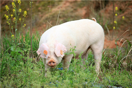 2018年03月25日全国土杂猪生猪价格行情涨跌表