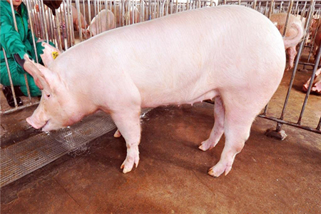 2018年03月26日全国土杂猪生猪价格行情涨跌表