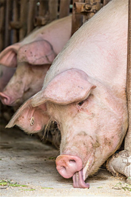 2018年04月04日全国土杂猪生猪价格行情涨跌表