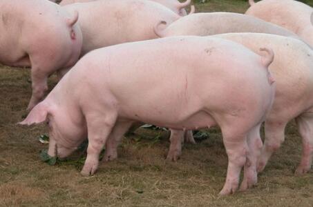 2018年04月04日全国外三元生猪价格行情涨跌表