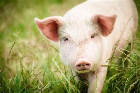 2018年04月05日全国外三元生猪价格行情涨跌表
