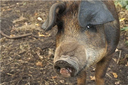2018年04月06日全国土杂猪生猪价格行情涨跌表