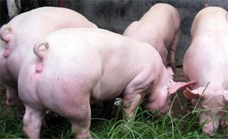 2018年04月06日全国外三元生猪价格行情涨跌表