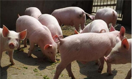 2018年04月07日全国外三元生猪价格行情涨跌表