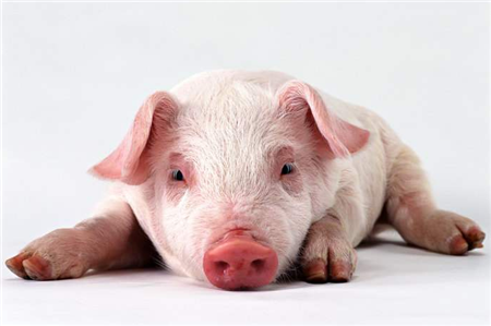 中国宣布加征美国猪肉关税,美国猪农高喊不再挺川普!