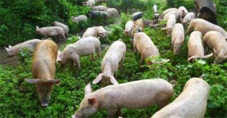 农业农村部:后期或将再次启动中央收储冻猪肉!