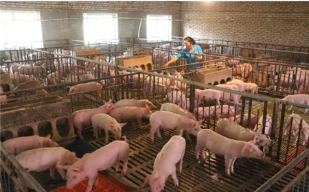 猪肉价格一季度下降9.9%,还会继续跌吗?