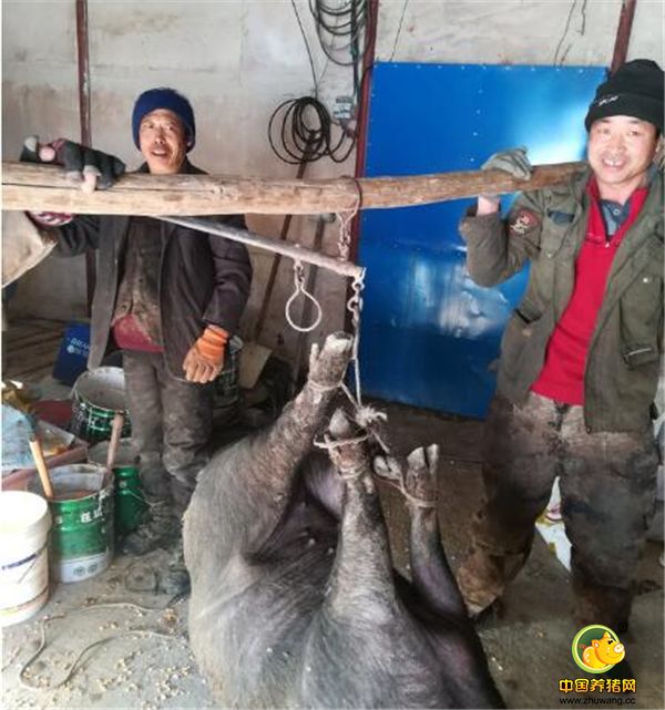 7、黑山猪体质强健，耐力极强，肌肉中红肌含量高，所以有“嚼头“”。黑山猪肉谷氨酸含量高于普通猪肉。