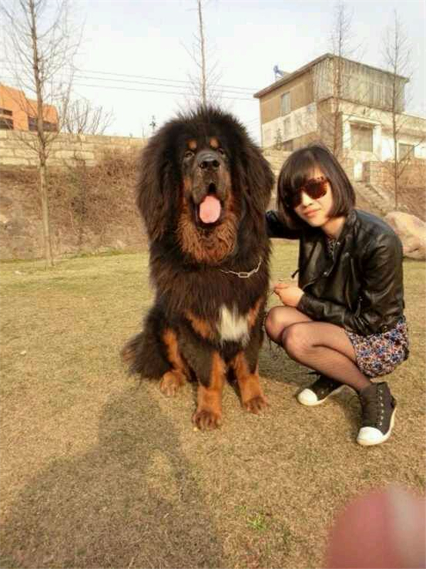 3、本来藏獒就是以它壮如雄狮、霸气凌人俘获了众多人的心，但是一旦藏獒变胖的话，也就是我们俗称的猪獒。
