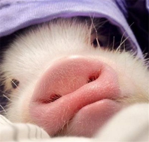 1、要说现在最火的宠物是什么？答案不是汪汪，也不是喵喵，而是猪猪，看着小模样，像不像一个正在撒娇的小孩子呢？
