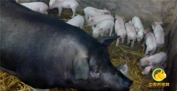 3、公猪一旦接触母猪，会追逐它，嗅其体侧肋部和外阴部，把嘴插到母猪两腿之间，突然往上拱动母猪的臀部，口吐白沫，往往发出连续的、柔和而有节律的喉音哼声，有人把这种特有的叫声称为“求偶歌声”，当公猪性兴奋时，还出现有节奏的排尿。