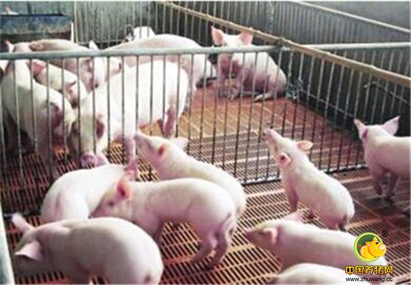 5、莫要跟风防疫；每个人的养猪方式不一样，所以防疫也要具体问题具体分析。有问题找专家或者相关服务人员。不能照搬照做别人的，也许别人养的很好，但是在你的猪舍里并不适合。