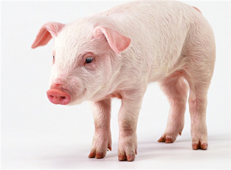 2018年05月21日全国土杂猪生猪价格行情涨跌表