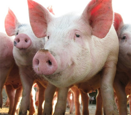 2018年05月20日全国外三元生猪价格行情涨跌表