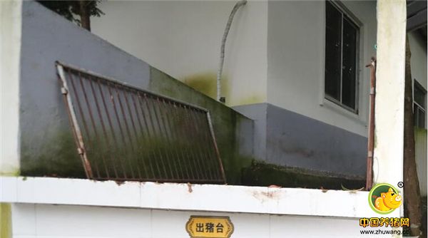 在他看来，成功就是自己有一个喜欢的职业，然后不断坚持下去，在哪都一样。 图为养猪场里的出猪栏。