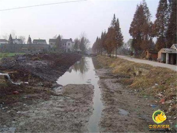 以前村里的农民还能用河水灌溉，现在只能用井水了。又因为河水跟地下水其实是相通的，现在村里的农民吃的井水都不敢吃浅层的井水了，因为浅层的井水可能已经被这个养猪场给污染了。这可真是，一个养猪场坏了一个村子啊！