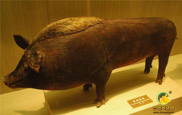 原始家猪