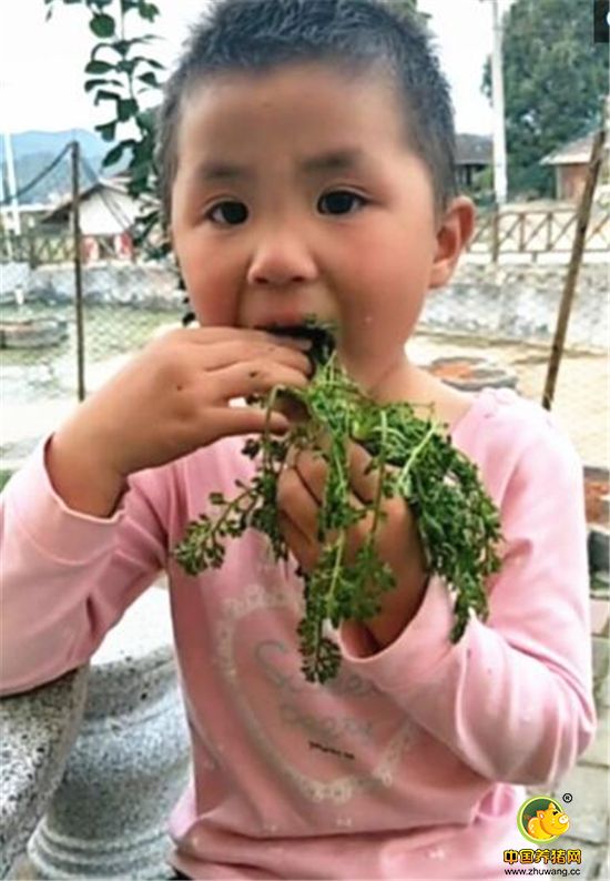 对于4-9岁儿童，神经母细胞肿瘤每一百万人口的死亡率为4例。为了活下去，这个被妈妈当猪养的小女孩哭了，每天逼着吃野菜。刚开始吃的时候，小姑娘说太苦不想吃，被骂了一顿之后慢慢听话了，即使是最难吃的芦荟、白菜叶子，她都能吞下去。如果能过扛过5年，就有希望活下去。