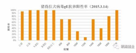 中国养猪网