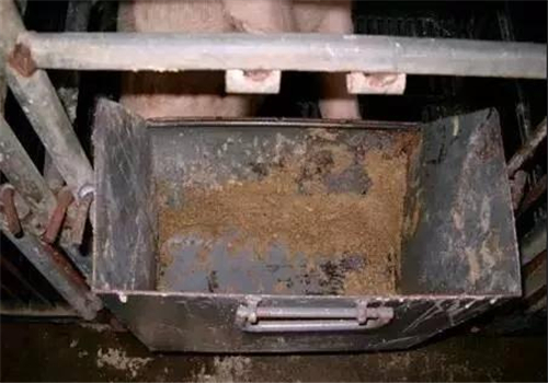 猪是猪场生产的命脉,种猪质量直接关系到猪场生产效益,健康的种猪才能生产出健康的小猪。所以,加强种猪饲养管理,提高种猪质量,保证种猪健康,才能提高猪场生产效益,下面是温氏养猪生产部老师分享的母猪饲养方案,非常实用全面。