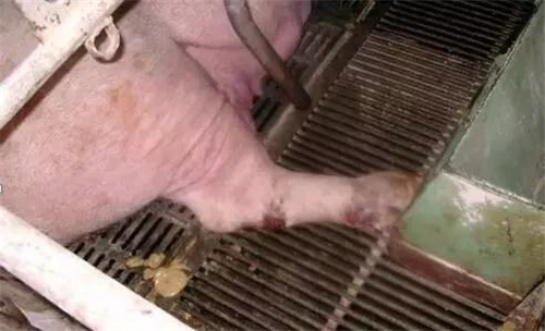 猪是猪场生产的命脉,种猪质量直接关系到猪场生产效益,健康的种猪才能生产出健康的小猪。所以,加强种猪饲养管理,提高种猪质量,保证种猪健康,才能提高猪场生产效益,下面是温氏养猪生产部老师分享的母猪饲养方案,非常实用全面。