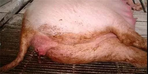 猪是猪场生产的命脉,种猪质量直接关系到猪场生产效益,健康的种猪才能生产出健康的小猪。所以,加强种猪饲养管理,提高种猪质量,保证种猪健康,才能提高猪场生产效益,下面是温氏养猪生产部老师分享的母猪饲养方案,非常实用全面。