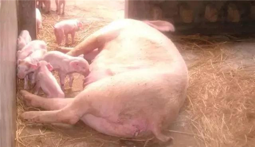 猪是猪场生产的命脉,种猪质量直接关系到猪场生产效益,健康的种猪才能生产出健康的小猪。所以,加强种猪饲养管理,提高种猪质量,保证种猪健康,才能提高猪场生产效益,下面是温氏养猪生产部老师分享的母猪饲养方案,非常实用全面。