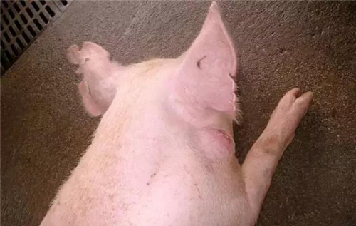 猪是猪场生产的命脉,种猪质量直接关系到猪场生产效益,健康的种猪才能生产出健康的小猪。所以,加强种猪饲养管理,提高种猪质量,保证种猪健康,才能提高猪场生产效益,下面是温氏养猪生产部老师分享的母猪饲养方案,非常实用全面。