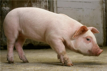 2018年09月09日全国内三元生猪价格行情涨跌表