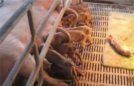 防控产房仔猪腹泻的5大法宝,养猪人都在看!