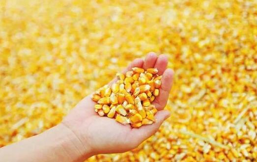 2018年10月11日全国玉米价格行情走势汇总