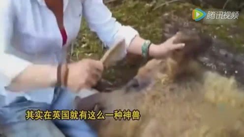惊奇!猪身上竟然还有长绵羊毛的!