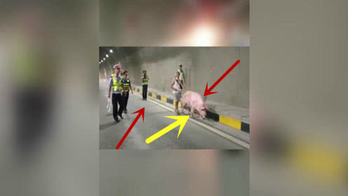 400斤大猪跳车逃跑,这下可把交警大哥紧张坏了