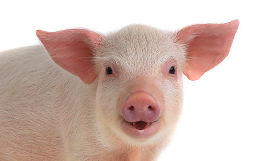 2018年10月14日全国外三元生猪价格行情涨跌表