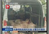 男子拉4头病死生猪想贩到山东,交警拦截后闻一下差点吐了……