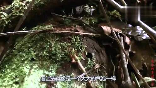 谁说猪最能吃?和这种动物相比,猪就像得了厌食症