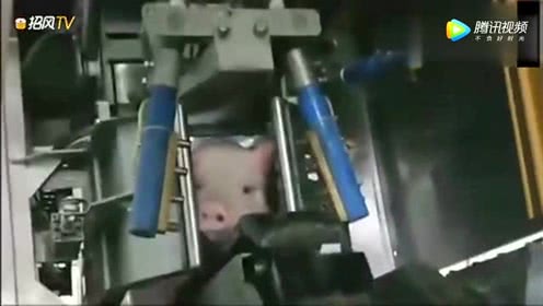 新型宰猪机器,猪太可怜了