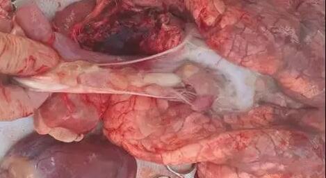 保育、育肥猪胃溃疡产生原因,这篇文章将透了