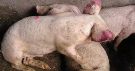 分析猪呼吸道病十二个传染病的简易鉴别与防治