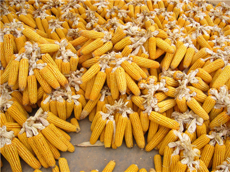 2018年10月22日全国玉米价格行情走势汇总