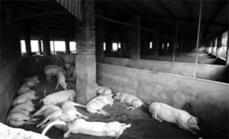 猪有这些症状抢救意义不大!