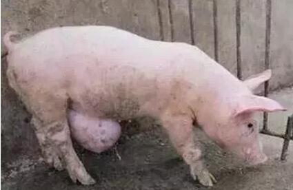 遇到猪疝病不要急,老兽医支招治疗简单好的快!