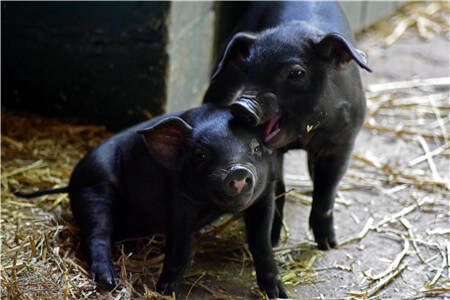 常见的猪应激综合征是由什么引起的?如何采取防治措施?