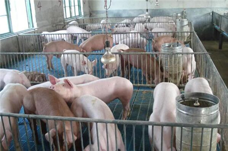 为什么大多数猪场猪圆环病毒2型疫苗免疫效果不理想?