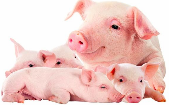 厉害了!根据病猪姿势就能诊断出各种猪病