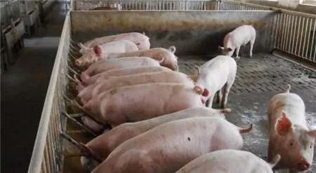 如何辨别自家猪场是否感染非洲猪瘟?